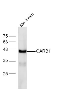 GARB1 Rabbit Polyclonal Antibody
