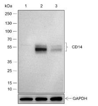 CD14 Recombinant Rabbit Monoclonal Antibody
