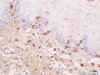 TSLC1 Rabbit Polyclonal Antibody