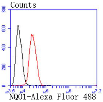 NQO1 Recombinant Rabbit Monoclonal Antibody