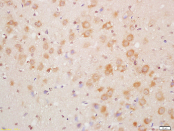 NDUFA8 Rabbit Polyclonal Antibody