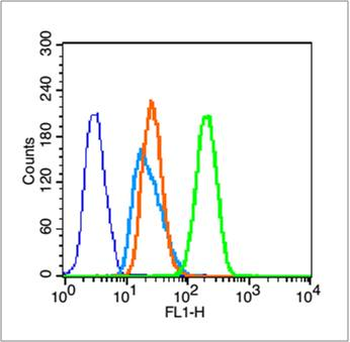 Histone H3 (tri methyl K36) Rabbit Polyclonal Antibody