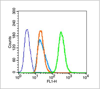 Phospho-Histone H3 (Thr11) Rabbit Polyclonal Antibody