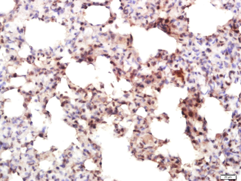 IRF7 Rabbit Polyclonal Antibody
