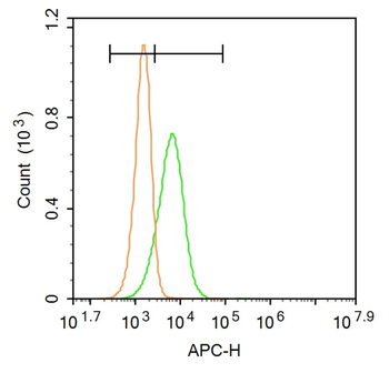 Phospho-Jak1 (Tyr1034 + Tyr1035) Rabbit Polyclonal Antibody