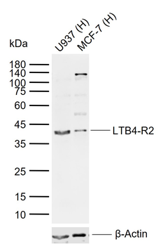 LTB4-R2 Rabbit Polyclonal Antibody