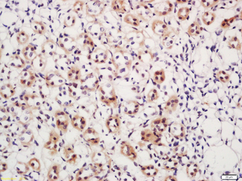 Phospho-DAXX (Ser517) Rabbit Polyclonal Antibody