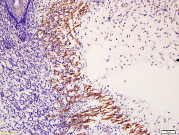Phospho-MYL6 (Tyr29+Ser30) Rabbit Polyclonal Antibody
