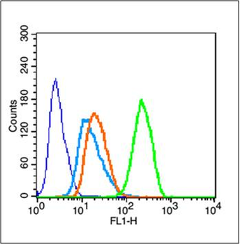 Phospho-mTOR (Ser2481) Rabbit Polyclonal Antibody