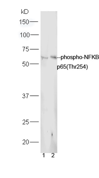 Phospho-NFKB p65 (Thr254) Rabbit Polyclonal Antibody