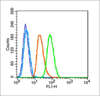 Phospho-NFKB1 (Ser893) Rabbit Polyclonal Antibody