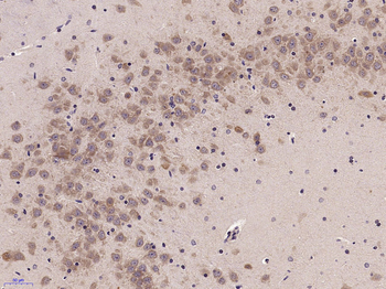Phospho-Nrf2 (Ser40) Rabbit Polyclonal Antibody