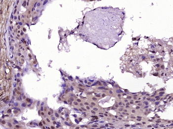 OPRS1 Rabbit Polyclonal Antibody