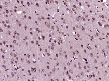OPRS1 Rabbit Polyclonal Antibody