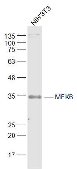 MEK6 Rabbit Polyclonal Antibody