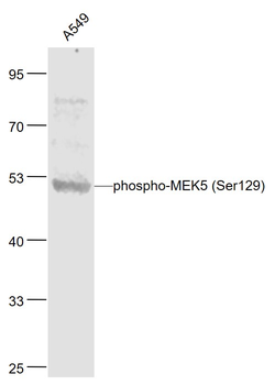 Phospho-MEK5 (Ser129) Rabbit Polyclonal Antibody