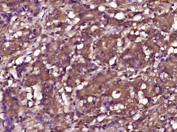 Phospho-RPS6KB1 (Thr412) Rabbit Polyclonal Antibody