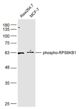 Phospho-RPS6KB1 (Ser427) Rabbit Polyclonal Antibody
