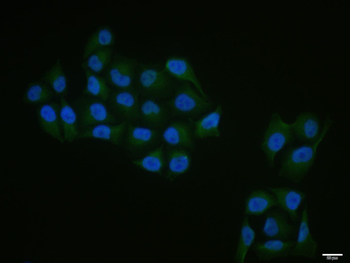 Phospho-RPS6KB1 (Ser434) Rabbit Polyclonal Antibody
