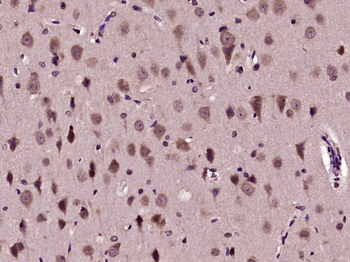 Phospho-AKT1 (Ser129) Rabbit Polyclonal Antibody