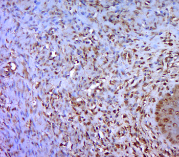 RACK1 Rabbit Polyclonal Antibody