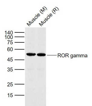 RORC Rabbit Polyclonal Antibody