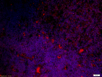 Ly6a Rabbit Polyclonal Antibody