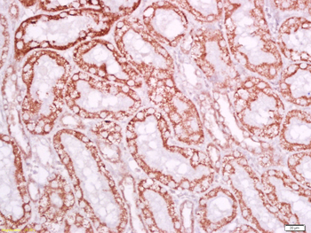 Ly6a Rabbit Polyclonal Antibody
