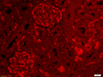 Ly6a Rabbit Polyclonal Antibody