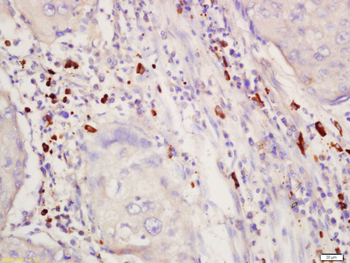 Phospho-SGK1 (Thr256) Rabbit Polyclonal Antibody