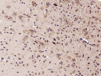 Synaptopodin Rabbit Polyclonal Antibody