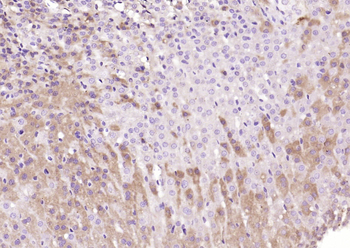 SEC14L1 Rabbit Polyclonal Antibody