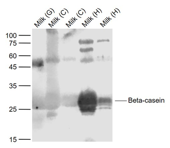 Beta casein Rabbit Polyclonal Antibody