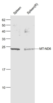 MT-ND6 Rabbit Polyclonal Antibody