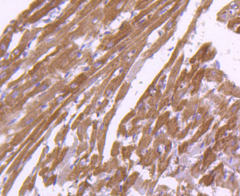 Calnexin Recombinant Rabbit Monoclonal Antibody
