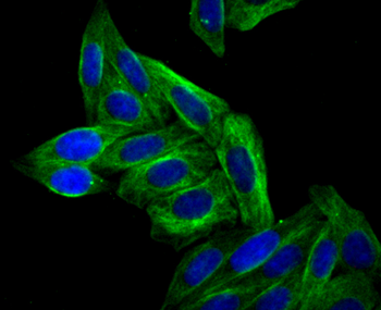 ARP3 Recombinant Rabbit Monoclonal Antibody