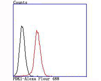 PDPK1 Recombinant Rabbit Monoclonal Antibody