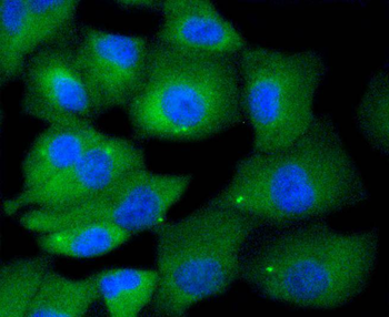 MKLP1 Recombinant Rabbit Monoclonal Antibody
