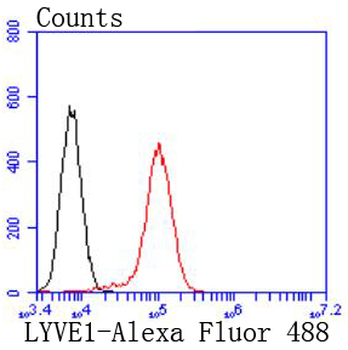 LYVE1 Recombinant Rabbit Monoclonal Antibody