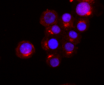 Synaptophysin Recombinant Rabbit Monoclonal Antibody
