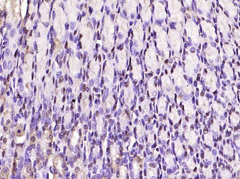 HDAC1 Rabbit Polyclonal Antibody