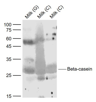 Beta-casein Rabbit Polyclonal Antibody