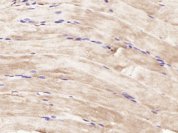 SIRT2 Rabbit Polyclonal Antibody