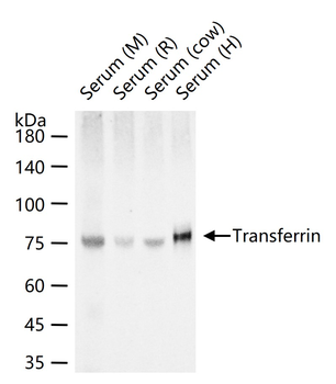 Transferrin Mouse Monoclonal Antibody (Serum Loading Control)