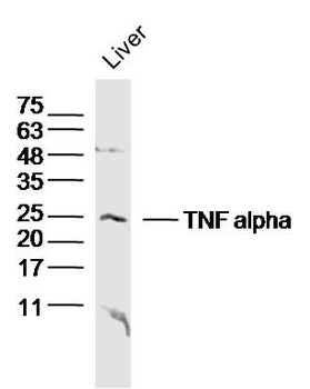 TNF alpha Rabbit Polyclonal Antibody