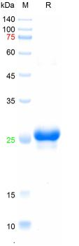 Recombinant DENV-2 NS1 protein