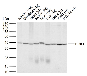 PGK1 Mouse Monoclonal Antibody