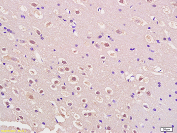 Dlx5 Rabbit Polyclonal Antibody