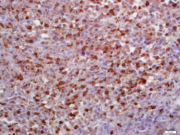 MX1 Rabbit Polyclonal Antibody