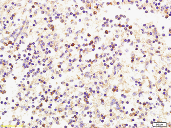 CXCL9 Rabbit Polyclonal Antibody